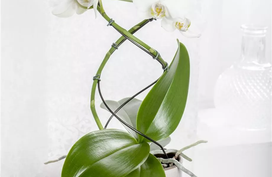 Die Königin der Zimmerpflanzen – Orchideen