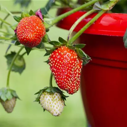 Erdbeeren im Topf ziehen