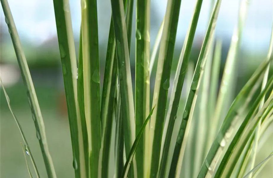 Diese Arbeiten sind jetzt im Garten noch nötig