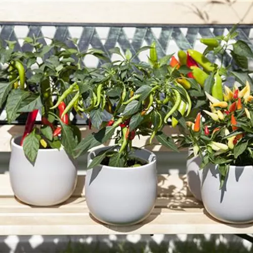 Ein ganzer Garten auf dem Balkon