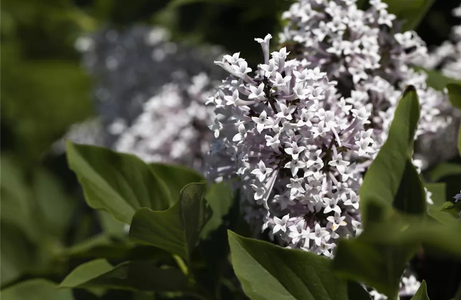 Staudengarten – Gestaltungshinweise