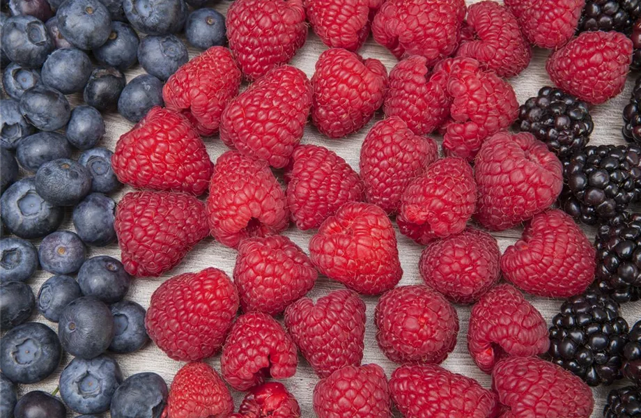 Brombeeren pflanzen