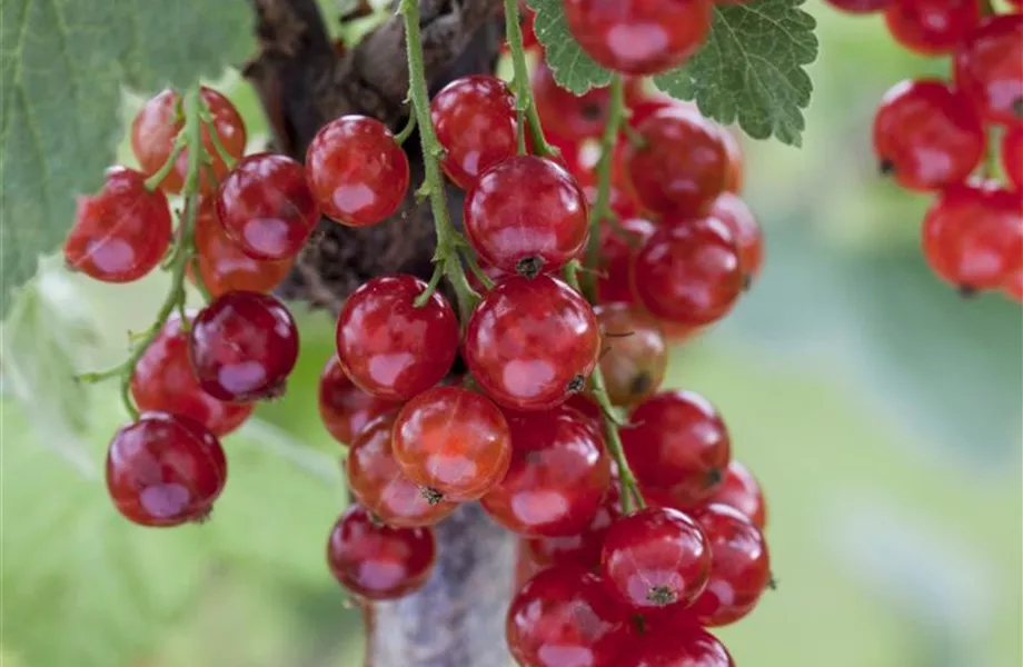 Johannisbeeren