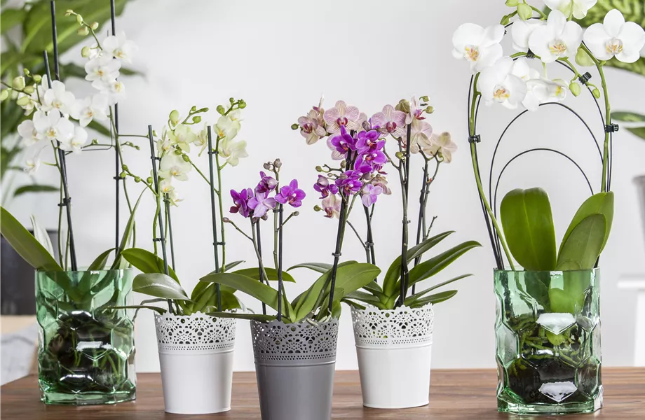 Pflanze des Monats Januar 2026: Phalaenopsis