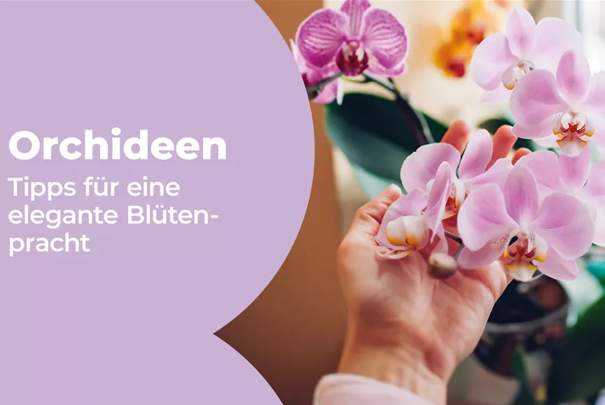 VKF_2-26_Orchideen_MyShop_1920x1080px.jpg
