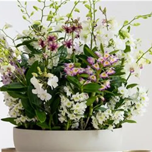 Pflanze des Monats März 2026: Dendrobium