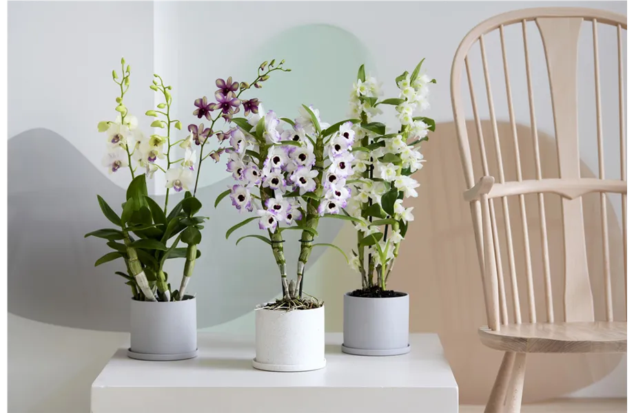 Pflanze des Monats März 2026: Dendrobium