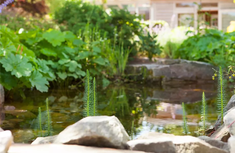Der Wassergarten 