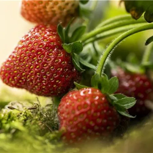 Erdbeeren vor Fäulnis schützen