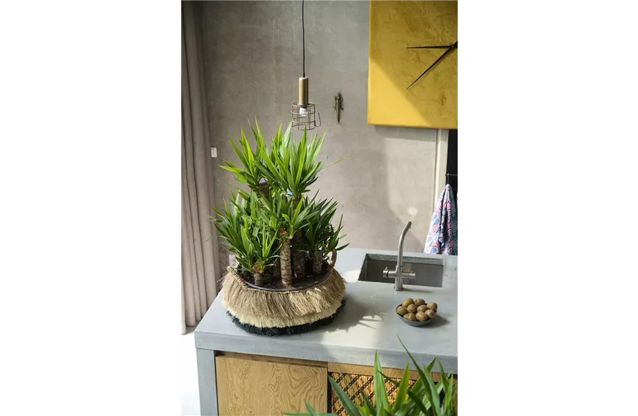 Pflanze des Monats Dezember 2026: Yucca