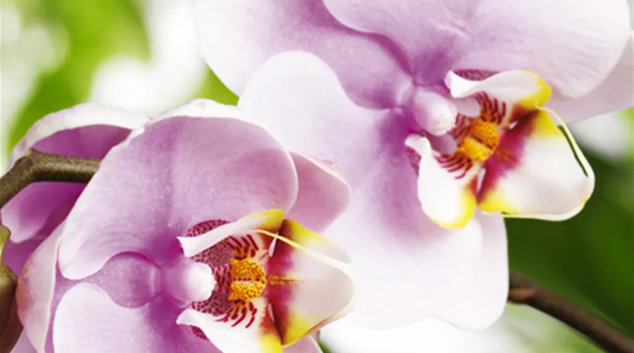 cont-orchidee-01.jpg