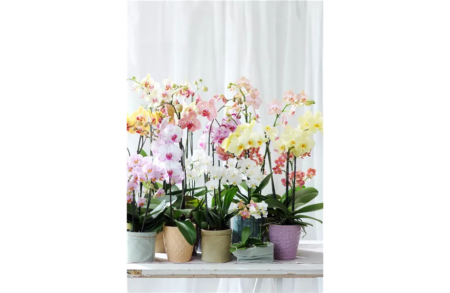 Pflanze des Monats Januar 2026: Phalaenopsis