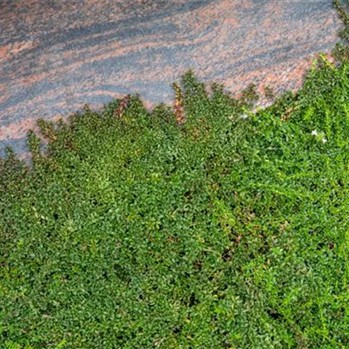 Die Bodenständigen: Bodendecker im Garten