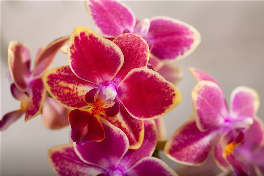 Phalaenopsis multiflora