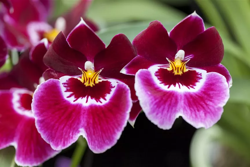 Miltoniopsis