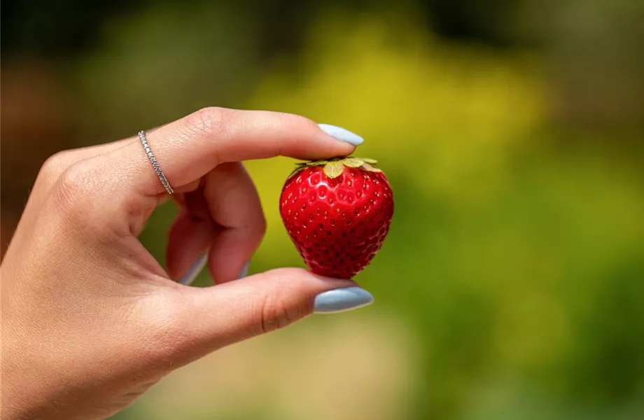 Erdbeeren 