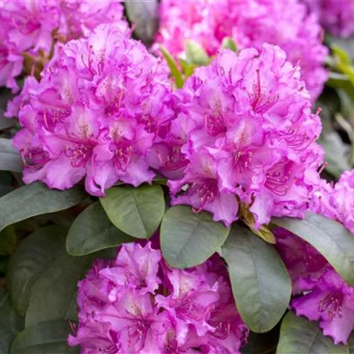 Rhododendron verjüngen