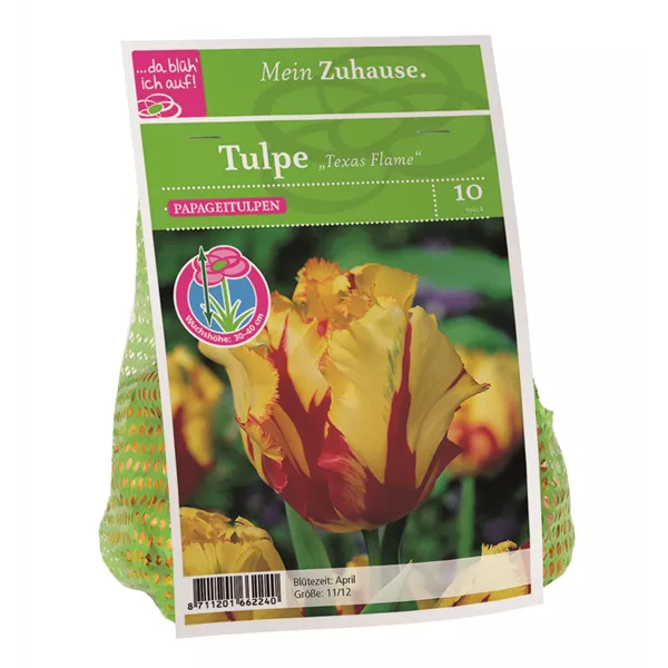 Blumenzwiebel Tulpe 'Texas Flame'