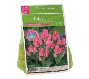 Blumenzwiebel Tulpe 'Toronto'