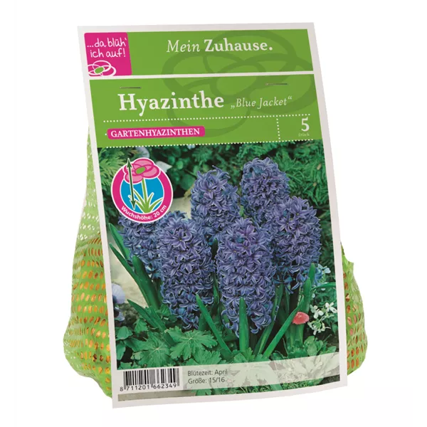 Blumenzwiebel Hyazinthe 'Blue Jacket'