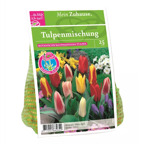 Blumenzwiebel Tulpe Kaufman. Misch.