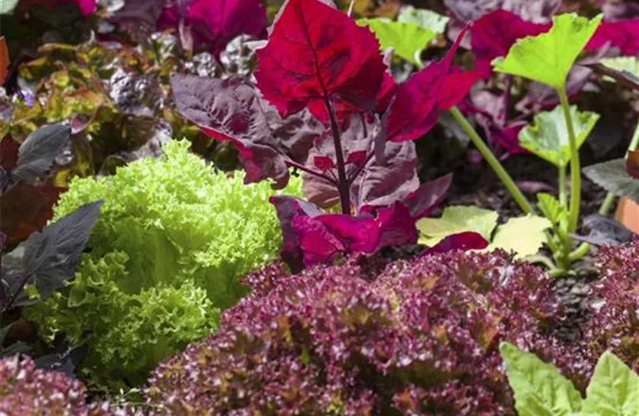 Das Blumenbeet: Blütenmeer im Garten